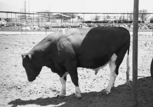 Pics Of Cows Mating. set out i of main principle Per cows kruger nationalprepuce Mating+cows