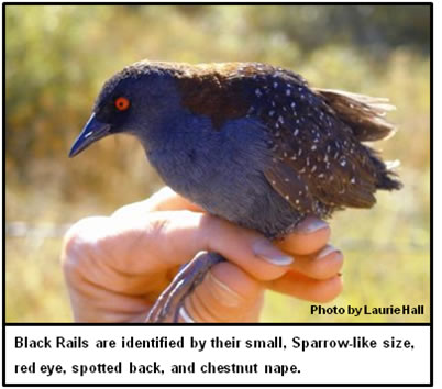 California Black Rail