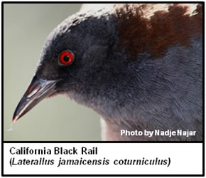 California Black Rail