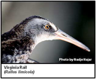 Virginia Rail