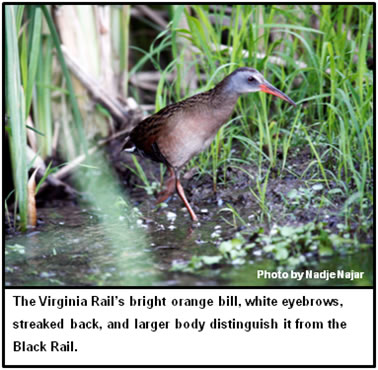 Virginia Rail