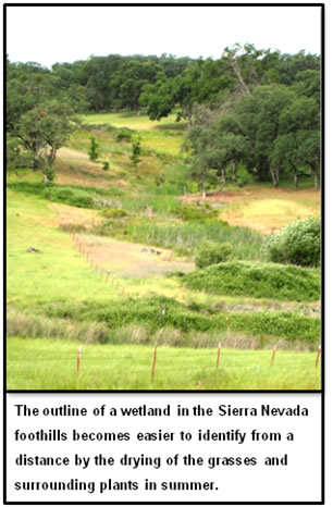 Picture of Wetland