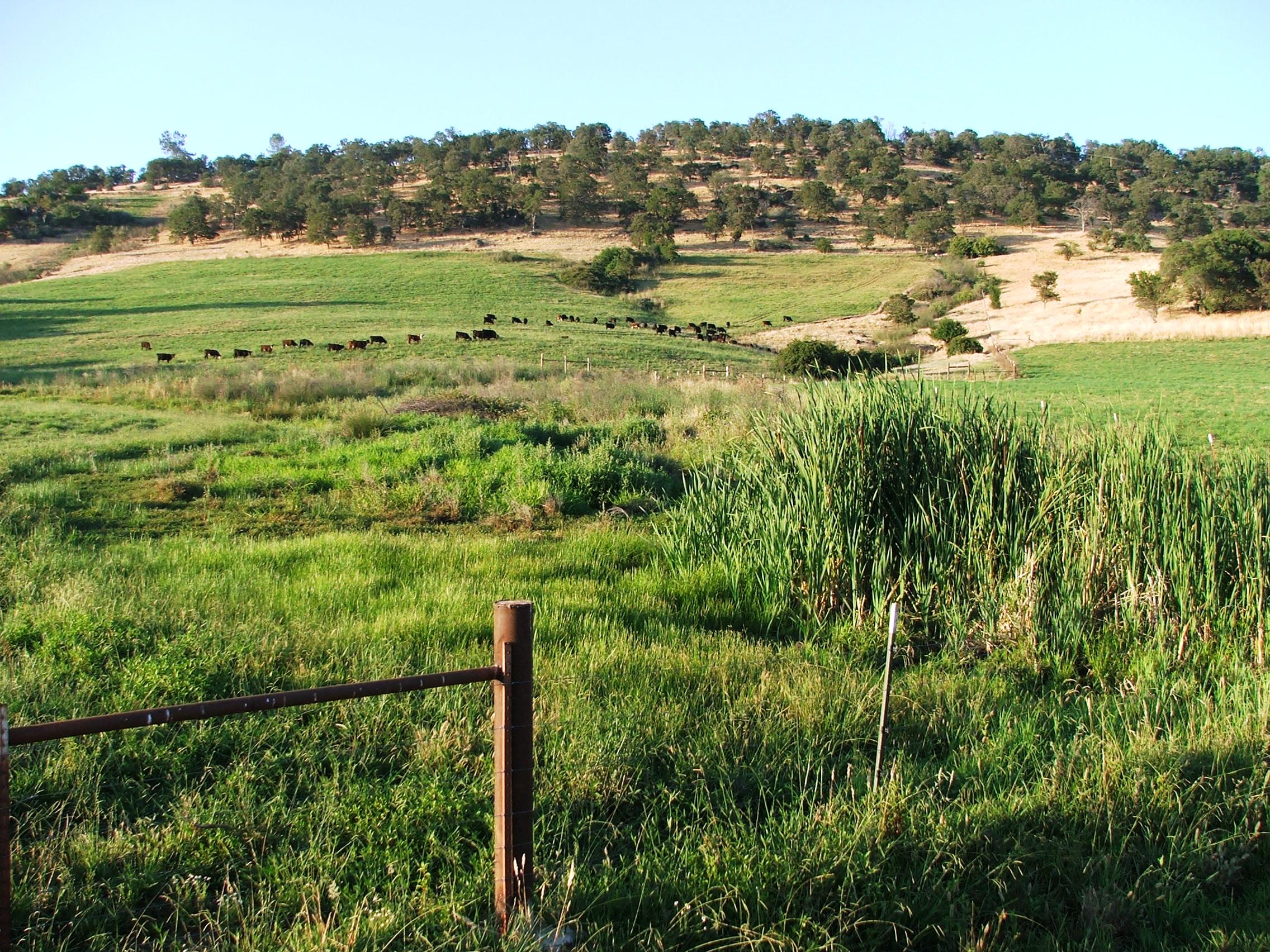 Wetland in a workign landscape
