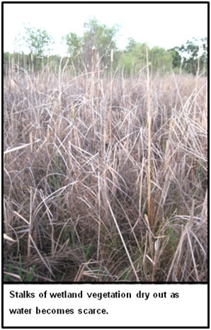 Dry Dying Wetland Vegetation
