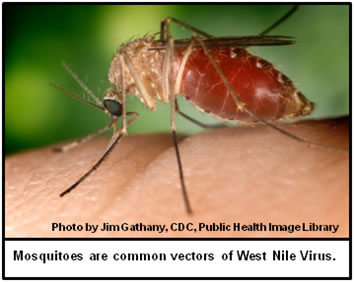 Mosquito with West Nile Virus