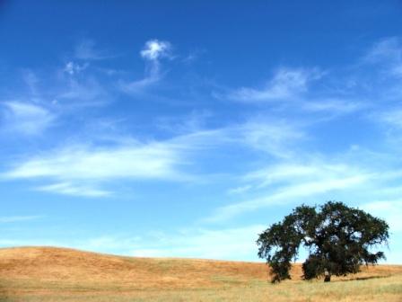 Oak