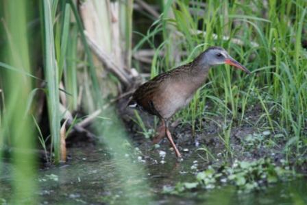 Virginia Rail on Water