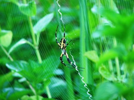 Spider