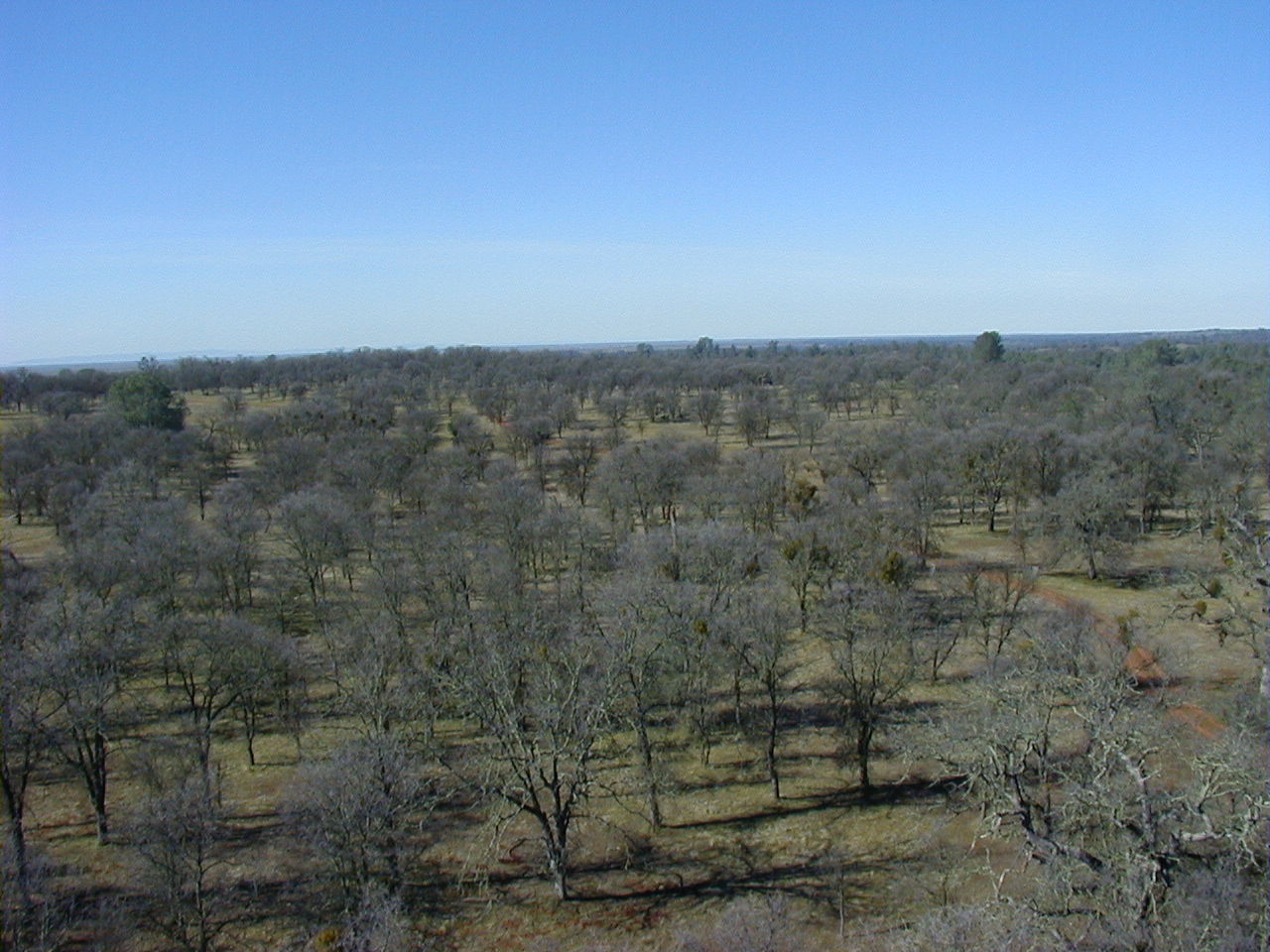 View from Tower, Winter 2001