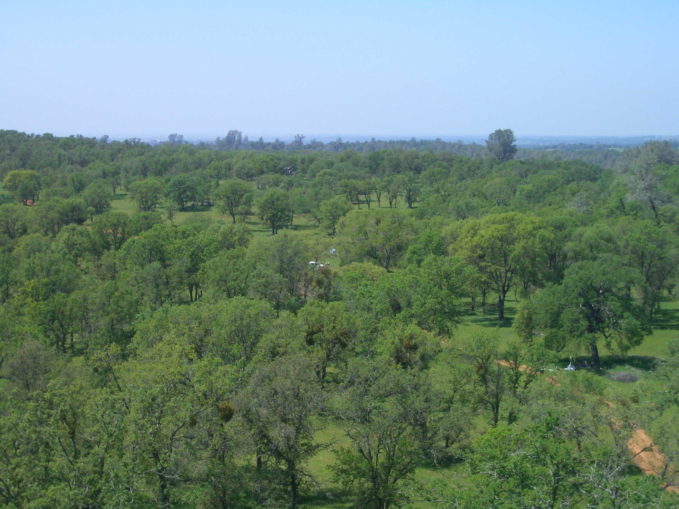 View From Tower