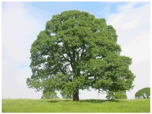 Biomet Lab iconic tree