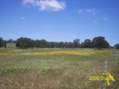 Wild flowers at Vaira