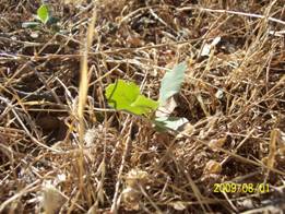 Green oak seedlings in dead grass