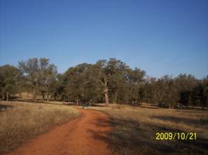 Dirt road and trees at Tonzi