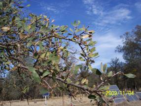 Green leaves still on the trees at Tonzi