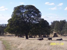 Big tree fill of leaves and new grass at Vaira