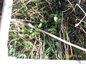 Grass sprouts at Vaira