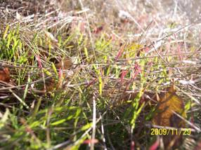 New grass sprouts