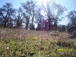 Close up of grass with trees in the background at Tonzi