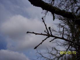 Buds on oak twig at Tonzi