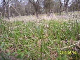 Grass sprouting at Tonzi