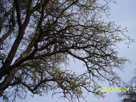 New leaves on oak trees at Tonzi