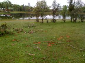 Green grass near Tonzi pond