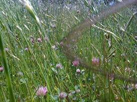Grasses gone to seed and clover flowers