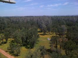 View of oaks, pines and grass to the northwest from the Tonzi tower