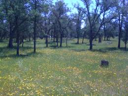 Wild flowers at Tonzi