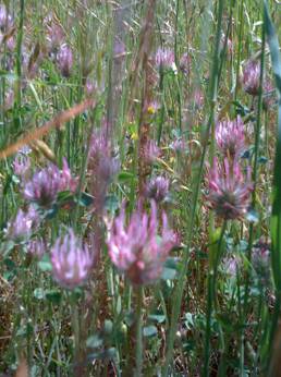 Clover flowers at Vaira