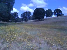 Brown grasses, yellow flowers, trees at Vaira