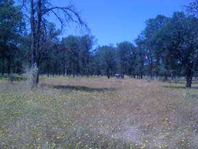 Dying grasses and dead tree at Tonzi