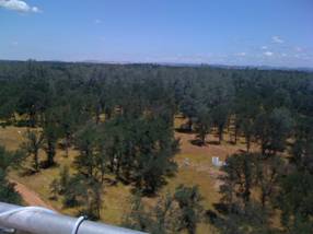 View of oaks and pine to the northwest from the tower top