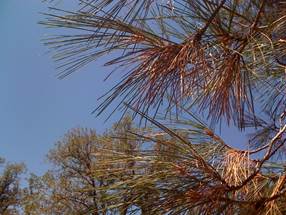 Pine needles on the tree