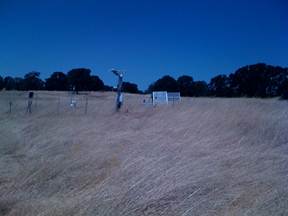 Dead grasses at Vaira site