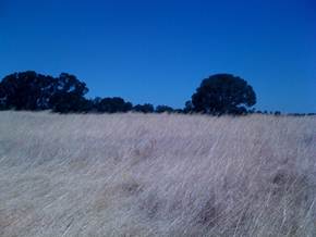 Dead grasses at Vaira site