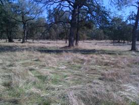 Green grass coming up through last years dead grass