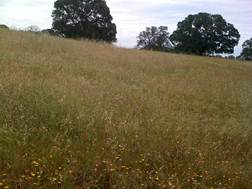 Grassy hill at Vaira