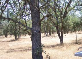 Dendrometer on tree at Tonzi