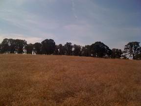 Hill with dead grass and green trees
