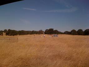 Dead grasses at Vaira field site