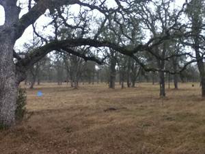 Bare trees and dead grasses