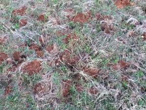 grass sprouting and gopher mounds