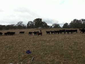 Herd of cattle in the field