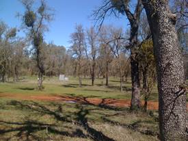 Green grass and bare trees at Tonzi