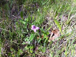 Purple flower in grass