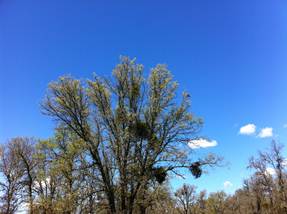 Trees with new leaves at Tonzi