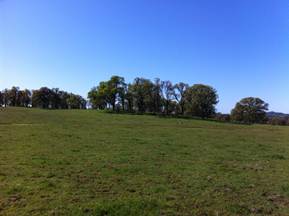 Green grass and trees at Vaira