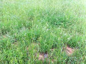 Lush green grass